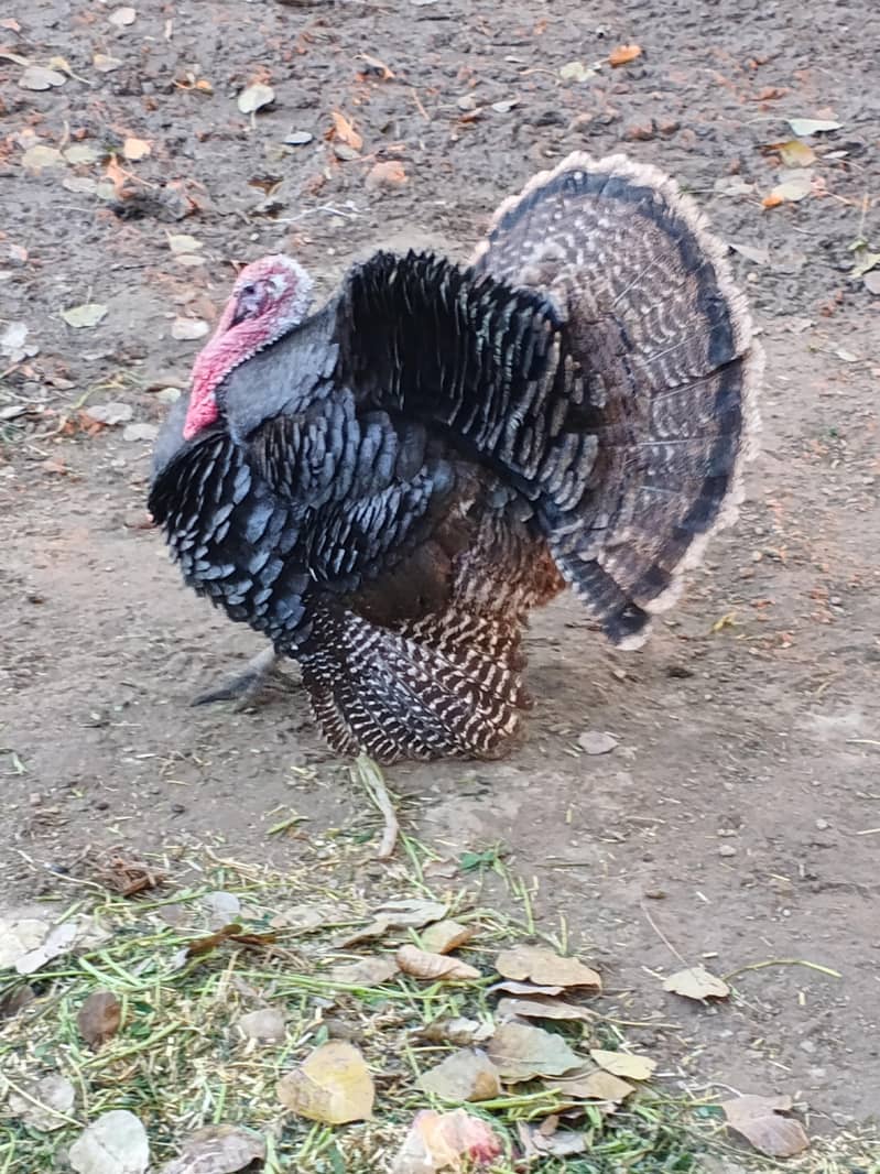Turkey  0