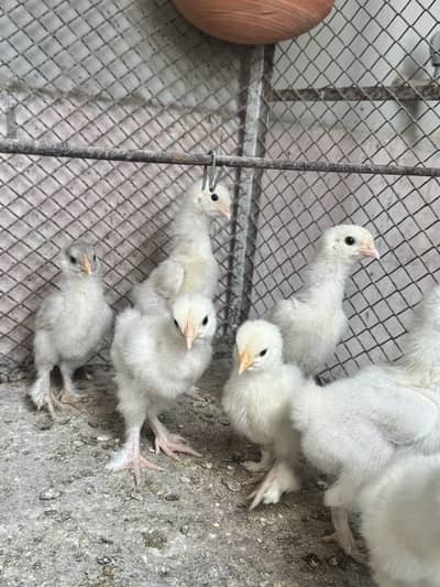 7 White buff one month 4 chicks 4 to 5 days