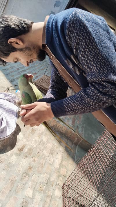 Raw Parrots For Sale | Trained talky Parrots 