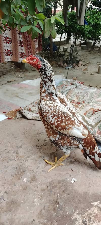 Aseel murgi/madi (pure aseel chenni murgi old blood line. (03094365431)