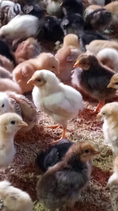 golden misri | desi chicks | 8 day old chicks | misri chicks |Chuza
