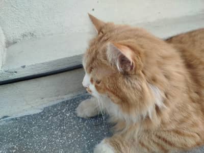 Persian Male Cat