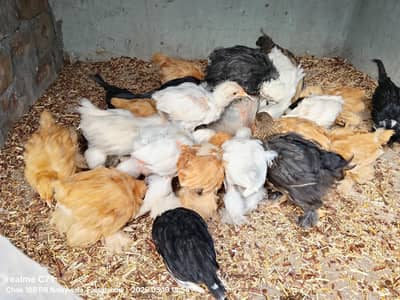 POLISH | Heavy buff |chicks 03435372541