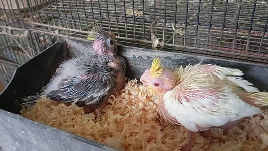 cocktail chick's