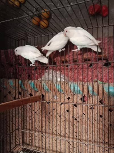 5×600=3000 . red eyes Lovebirds .  watsap number 03330031118.