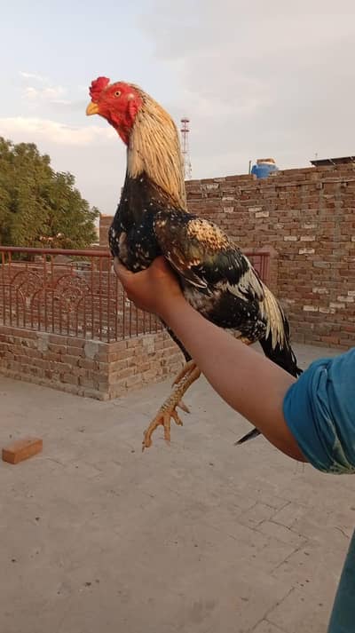 jawa aseel choras nali