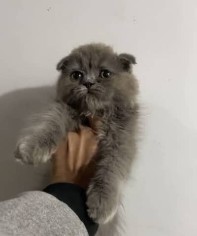 Scottish fold