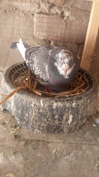 rabta kary 03352902454