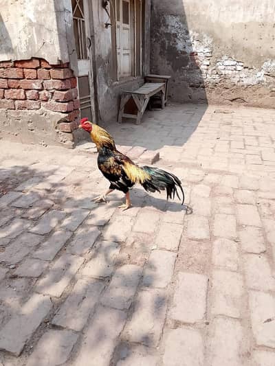 High quality mianwali merthi aseel breed