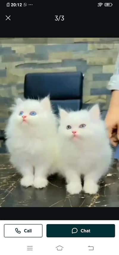 Persian cat for sale male or femalemy WhatsApp number03314372136
