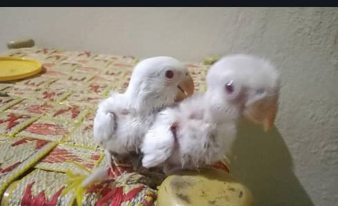 White  Rosella Parrot
