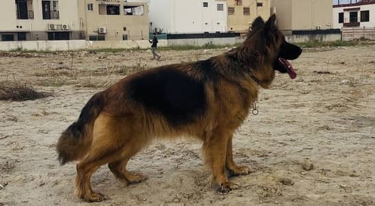 German shepherd female available