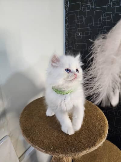Pure Persion Pure Punch face female kitten for sale W. A = 03005033358