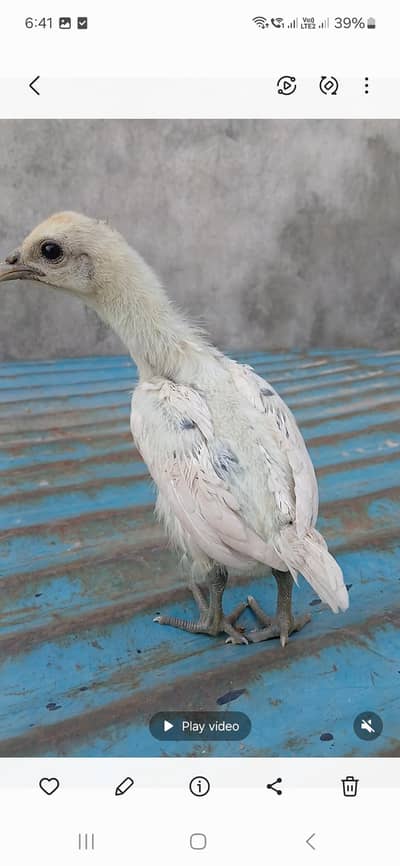 Black. blue. iceblue. . white dragon