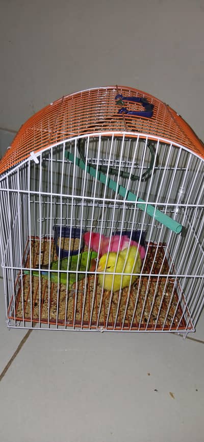 1 Parrot & 2 chuza with cage
