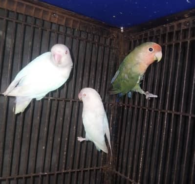 lovebird albino redeyes 3breder pairs one rosicoli male pice