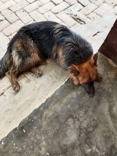 German shepherd female