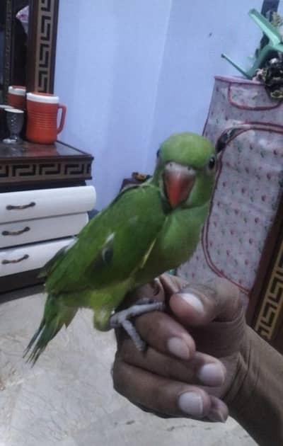 ring neck Chik near to self feed