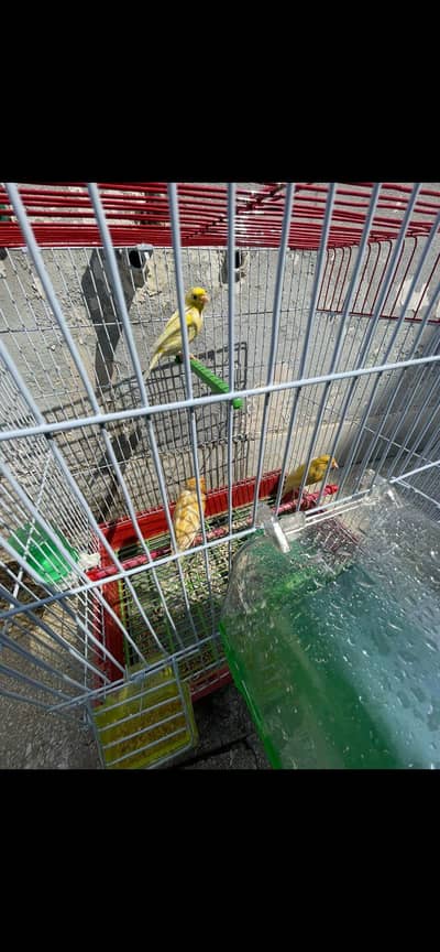 All birds available jis b Bhai ko Jo b bird chaheya ho wo rapta kra