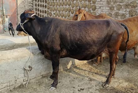 ولایتی ساہیوال کراس گاۓ ۔۔(03007230720