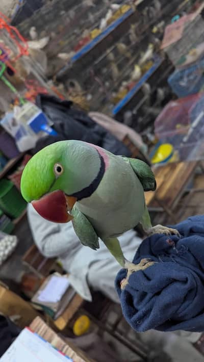 raw parrot male