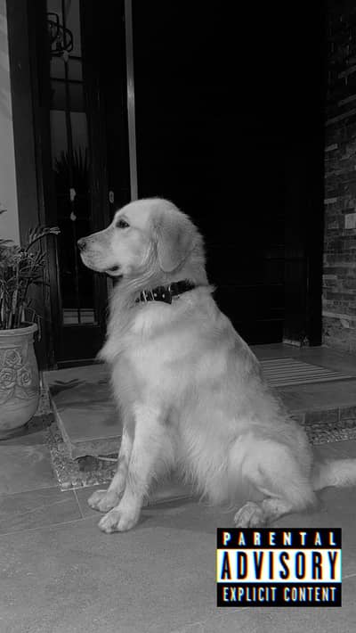 American Golden Retriever