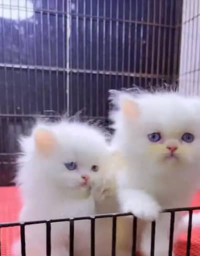 Persian female kitten for sale WhatsApp number 03208014281