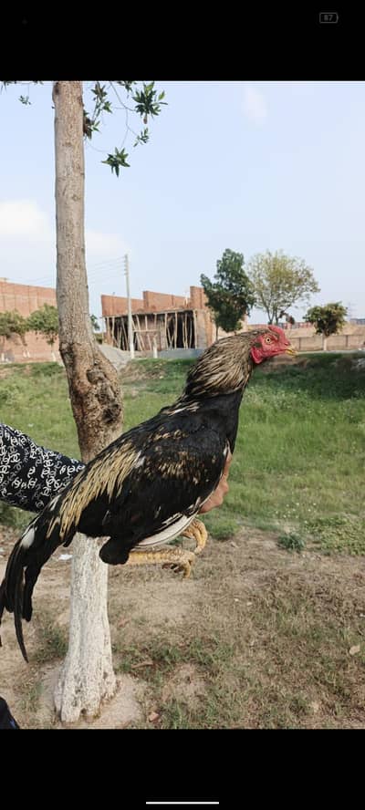 Jo bhai interested ho call par raabta kar le location Faisalabad