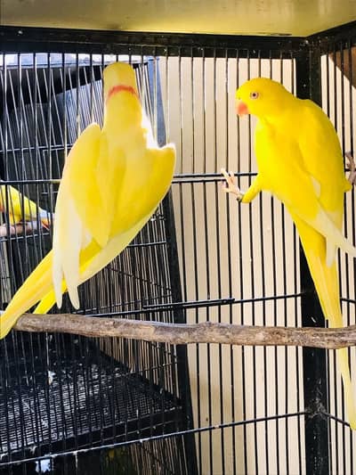 yellow ringneck parrot pair