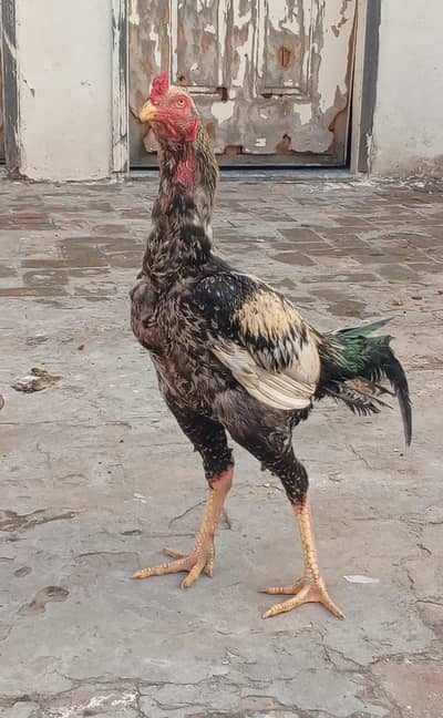 Aseel Patha, Java Aseel,  Whap: 0315-7330.866