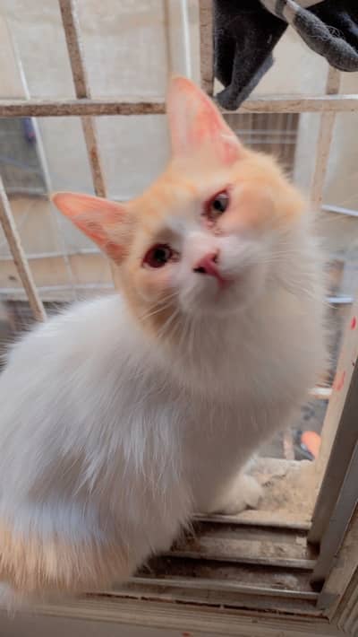 Persian kitten for sale