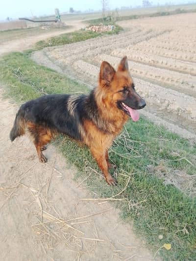 German shepherd female