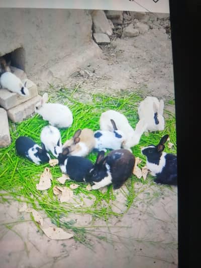 30 Rabbits for Sale
