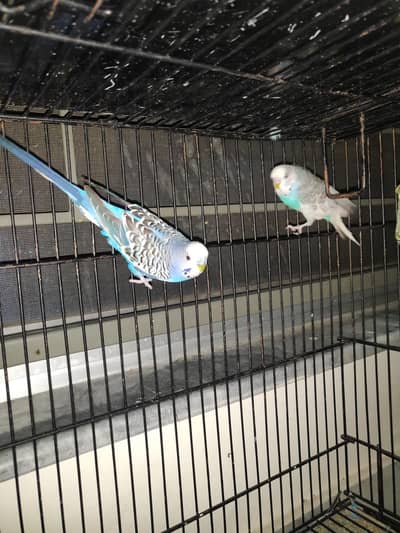 king size budgies breeder pair + 2 Males