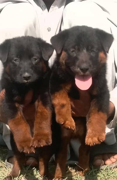 German Dabal coat male and female for sale