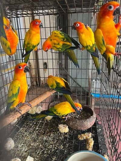 red factor sun conore pair