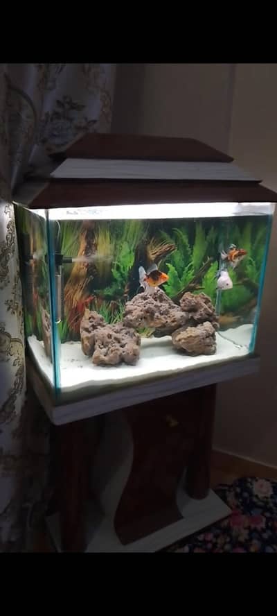 aquarium and assesories