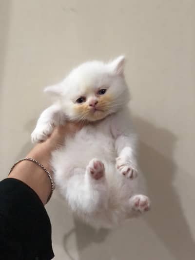 Quality Persian kittens up for rehome