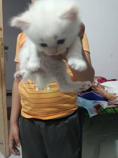 such a beautiful kitten kitten for available Persian