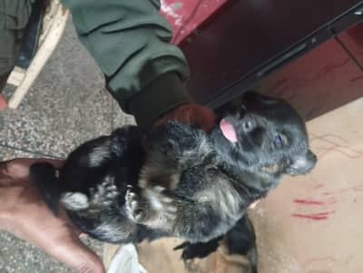 German Shepherd (5 Babies) Black An Ten
