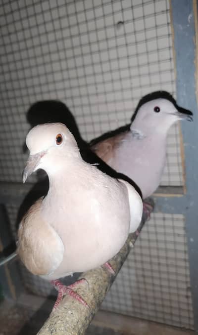 Dove Breedr Pair Available