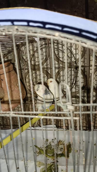 Australian Parrot curst female and white male