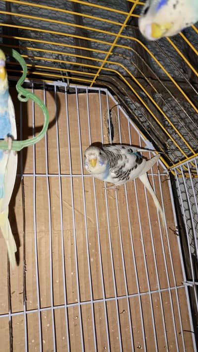 Australian k bachy 6 month available