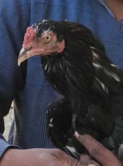 Aseel Murgha for sale Mushka