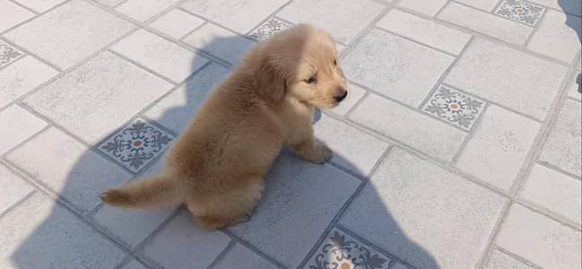 Golden Retriever