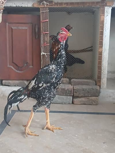 lakha china cross highted murga