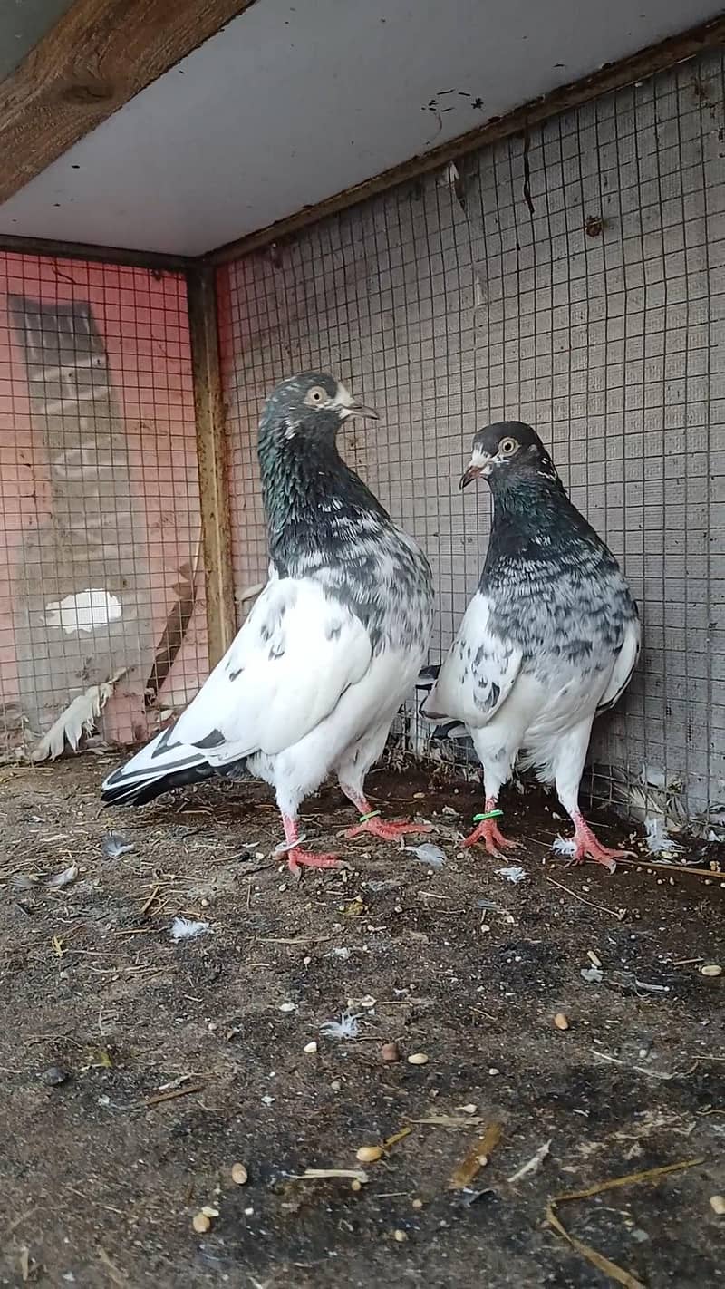 Teddy pair & breeders 0