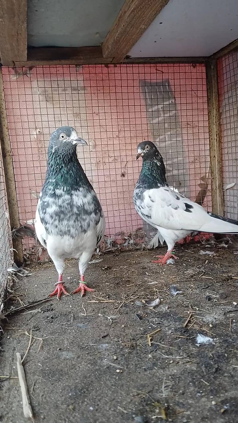 Teddy pair & breeders 1