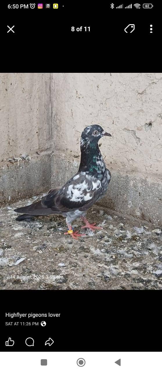 Teddy pair & breeders 3