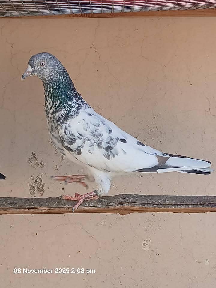 Teddy pair & breeders 4